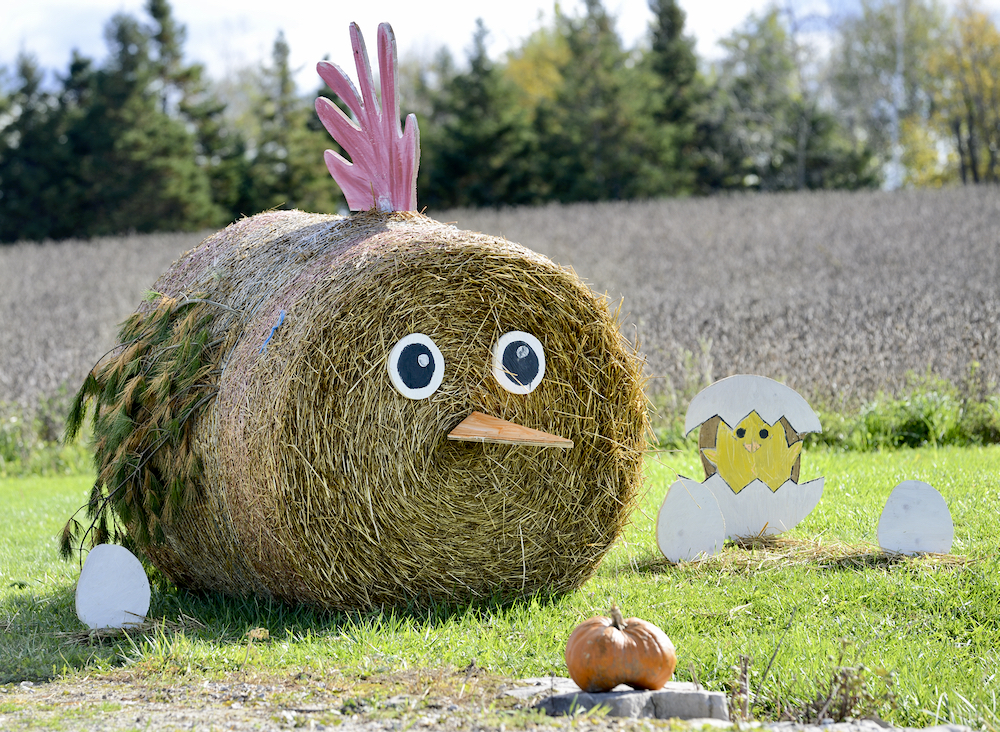 Amaranth-East Luther Line put all their eggs in one bale with this little hen.