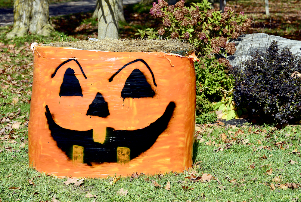 An autumn bale trail would be complete without at least one pumpkin.