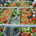 The newly formed National Workforce Strategy for Agriculture and Food and Beverage Manufacturing aims to tackle the labour crisis in Canada’s agri-food sector. Various organizations have joined forces to seek government action on the crisis.