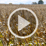 VIDEO: Post-harvest planning in a tough year