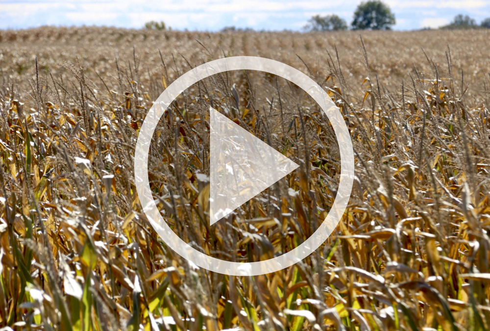 VIDEO: Post-harvest planning in a tough year
