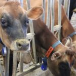 Dairy farmers will receive about six more cents per litre of milk for their milk starting in February.