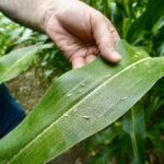 An OMAFRA field crop pathologist says that no corn hybrids truly resistant to tar spot exist in North America. However, he says there are varying levels of varietal tolerance across all companies and platforms.