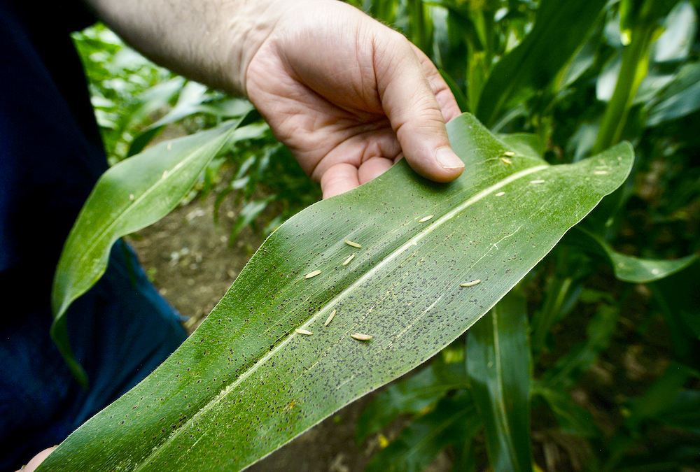 An OMAFRA field crop pathologist says that no corn hybrids truly resistant to tar spot exist in North America. However, he says there are varying levels of varietal tolerance across all companies and platforms.