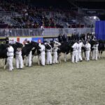 The National Holstein Show is usually held at the Royal Agricultural Winter Fair, but this year is being held in Ste. Hyacinth, Que. as the in-person Royal Fair was cancelled.