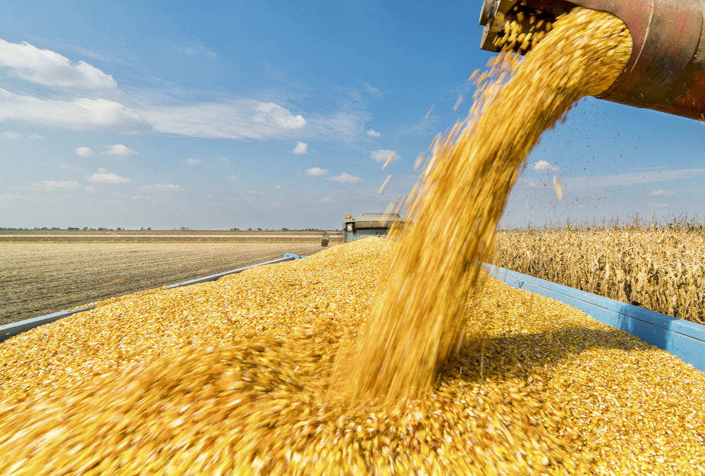 Slow harvest pace results in stronger domestic basis levels