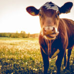 Raising livestock means having to deal with deadstock, but many Ontario farmers find they have limited options and are looking for solutions.