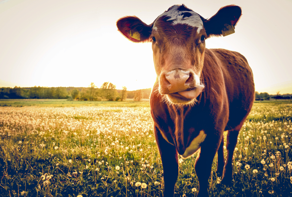 Raising livestock means having to deal with deadstock, but many Ontario farmers find they have limited options and are looking for solutions.