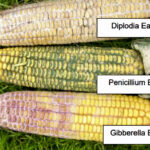 Types of corn ear moulds which can be observed in Ontario.