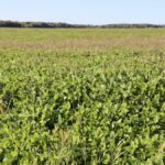 Clover planted into wheat is a common cover crop use in Ontario.