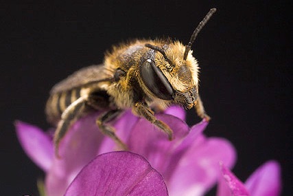 File photo of a leafcutter bee on an alfalfa flower.
