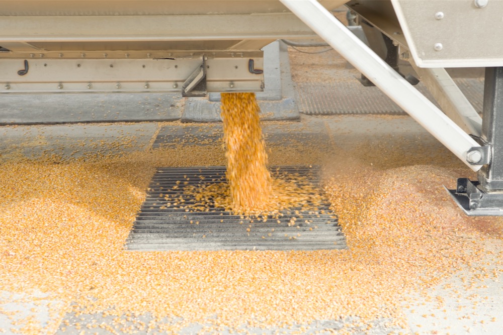 unloading corn at elevator