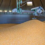 The Ontario corn crop is poised to be a record 10 million tonnes, up significantly from the five-year average of 8.7 million tonnes.