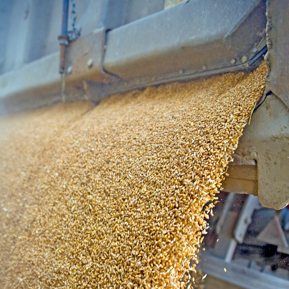 Wheat is a commodity that strengthens when there is a fresh wave of COVID.
