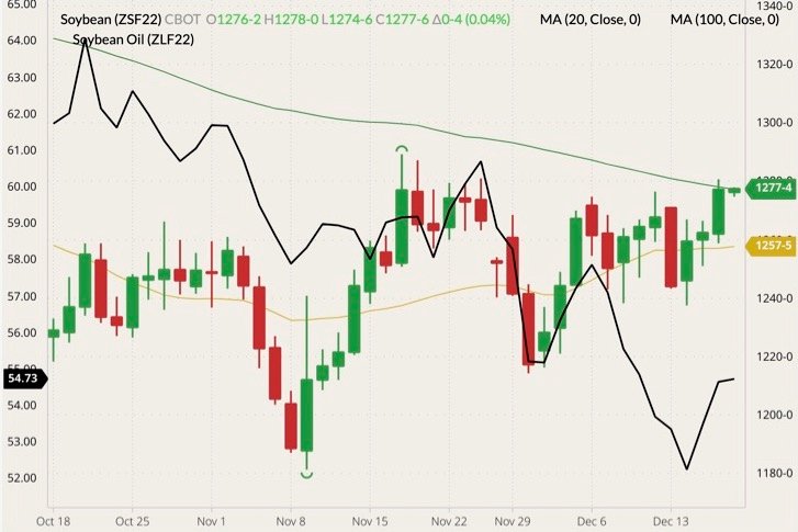CBOT January 2022 soybeans (candlesticks) with 20- and 100-day moving averages (yellow and green lines) and CBOT January 2022 soyoil (black line, left column). (Barchart)
