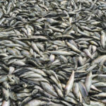 At the UN 2021 Food Systems Summit, the scientific group recognized aquatic foods as one of the seven solutions put forward to improve global food security.
