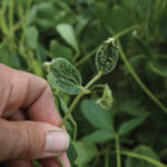 File photo of a dicamba-damaged soybean plant. (Reuters)