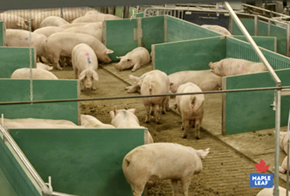 Maple Leaf Foods will convert all its company-owned barns to its Advanced Open Sow Housing System by the end of 2021, providing open housing during pregnancy that allows sows to roam, feed and socialize freely.