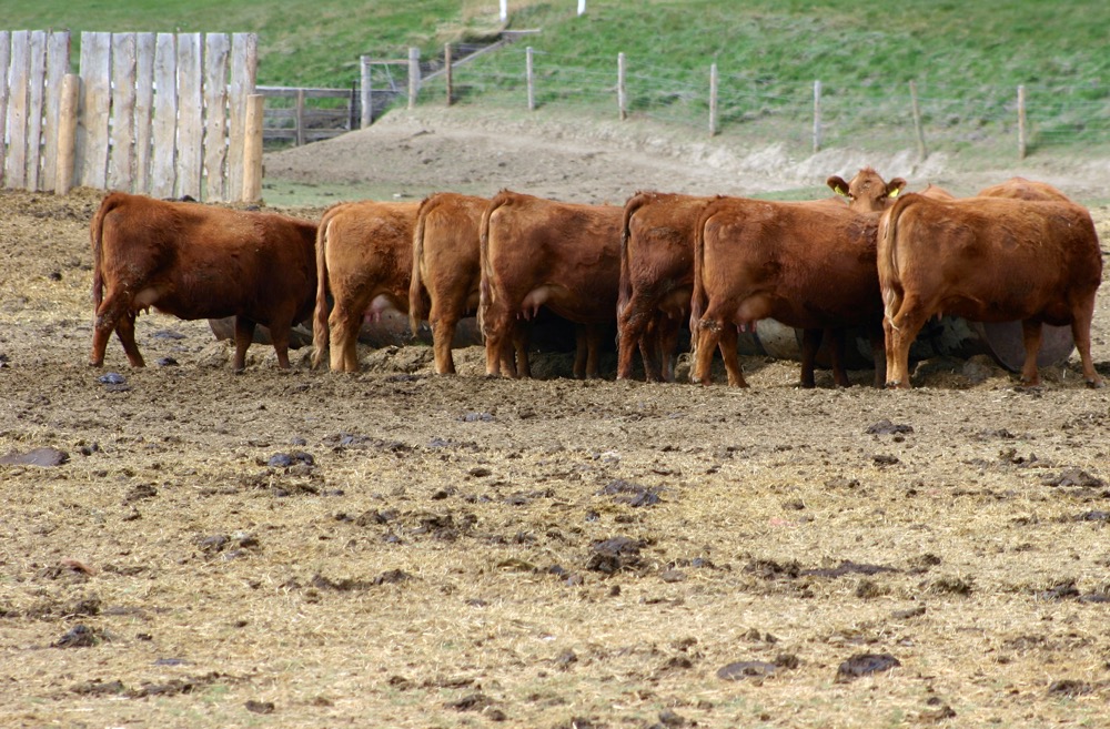 A new feed additive inhibits the production of methane in cows.