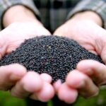 On the morning of Dec. 30, the nearby January canola contract apparently hit a new all-time high. Photo: File