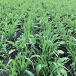 Improved soil health, increased soil organic matter and reduced soil erosion are the top three benefits of cover crops, according to survey results. Barriers include lack of equipment, additional costs, not knowing where to start and a short growing season.