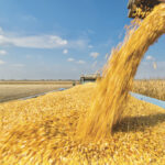 Ontario produced 9.5 million tonnes of corn according to the Dec. 3 crop survey from Statistics Canada. Canadian crop-year-to date corn exports for the week ending Dec. 12 were 354,500 tonnes, up from the year-ago pace of 263,800 tonnes.