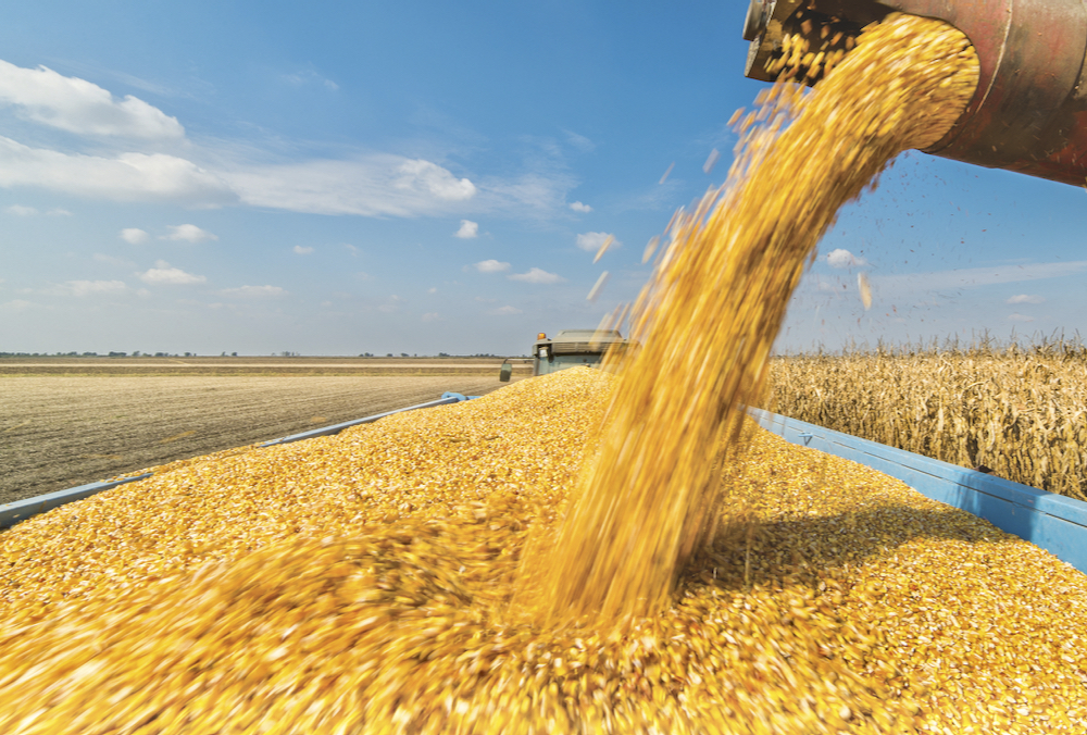 Ontario produced 9.5 million tonnes of corn according to the Dec. 3 crop survey from Statistics Canada. Canadian crop-year-to date corn exports for the week ending Dec. 12 were 354,500 tonnes, up from the year-ago pace of 263,800 tonnes.