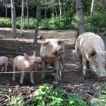 Hogs outdoors on a farm in Italy. (Coscarella Gianfranco/iStock/Getty Images)