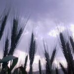 File photo of wheat plants in Afghanistan. (PK Ahmad/iStock/Getty Images)