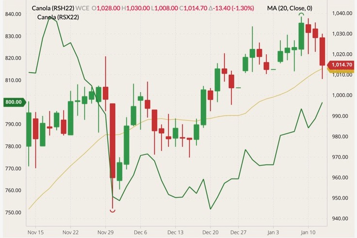 ICE March 2022 canola (candlesticks) with 20-day moving average (yellow line) and November 2022 canola (green line, left column). (Barchart)
