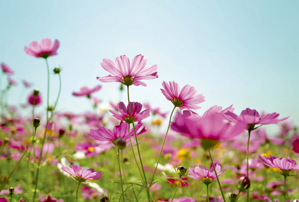 Hawthorn farm is trying to determine flower seed isolation standards for their cosmos flowers through the EFAO’s on-farm research program, establishing plots separated from each other by 400 and 600 feet.