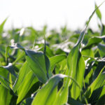Study clarifies nitrogen impact on carbon sequestration