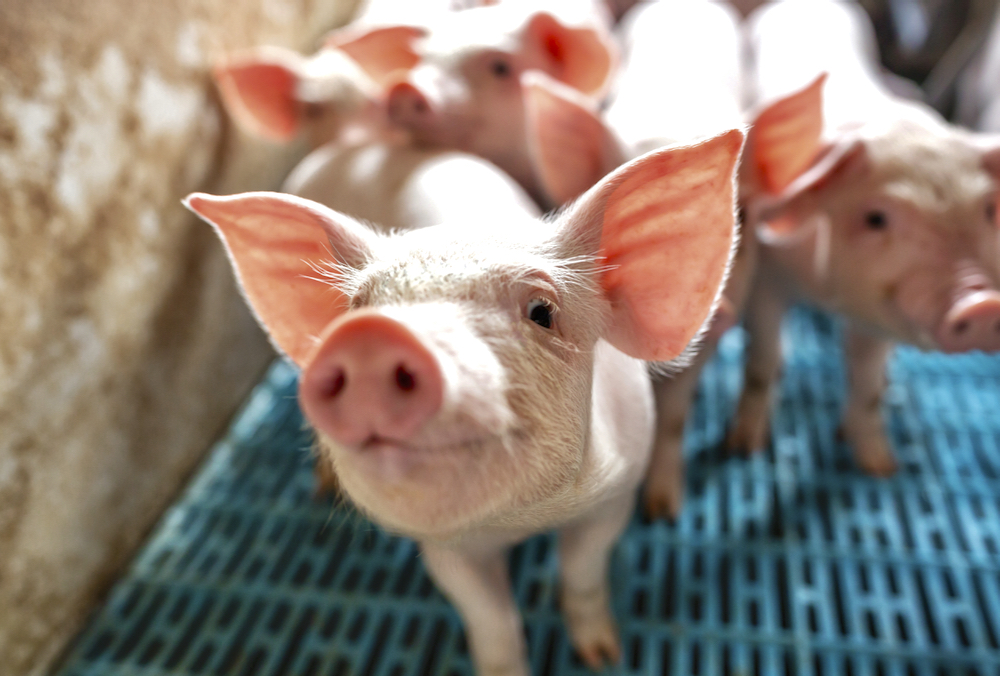 A Manitoba veterinarian believes dust could be a significant method of PED transmission and encourages producers to reduce the vaccum effect in the loadout area to prevent dust entering the barn.