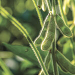 Soybean crops might be hungrier – and leave less behind – than you think.