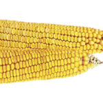 Researchers discussed how kernel weight can help achieve higher corn yields, and the factors affecting this, at the 2022 Ontario Agricultural Conference.