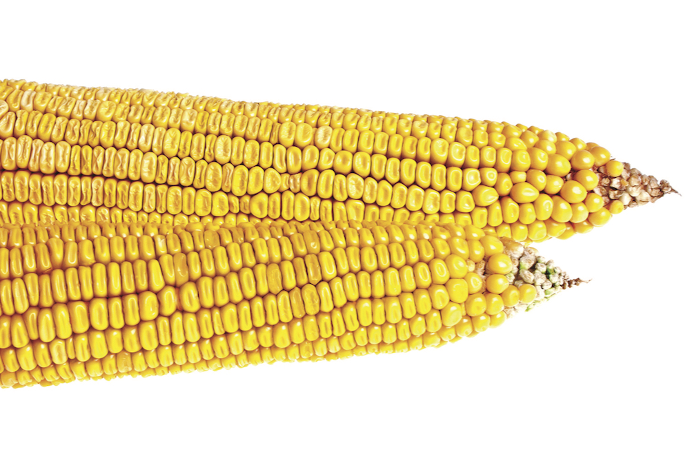 Researchers discussed how kernel weight can help achieve higher corn yields, and the factors affecting this, at the 2022 Ontario Agricultural Conference.