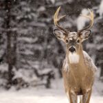 Study findings have raised concerns that white-tailed deer could be a reservoir of SARS-CoV-2.