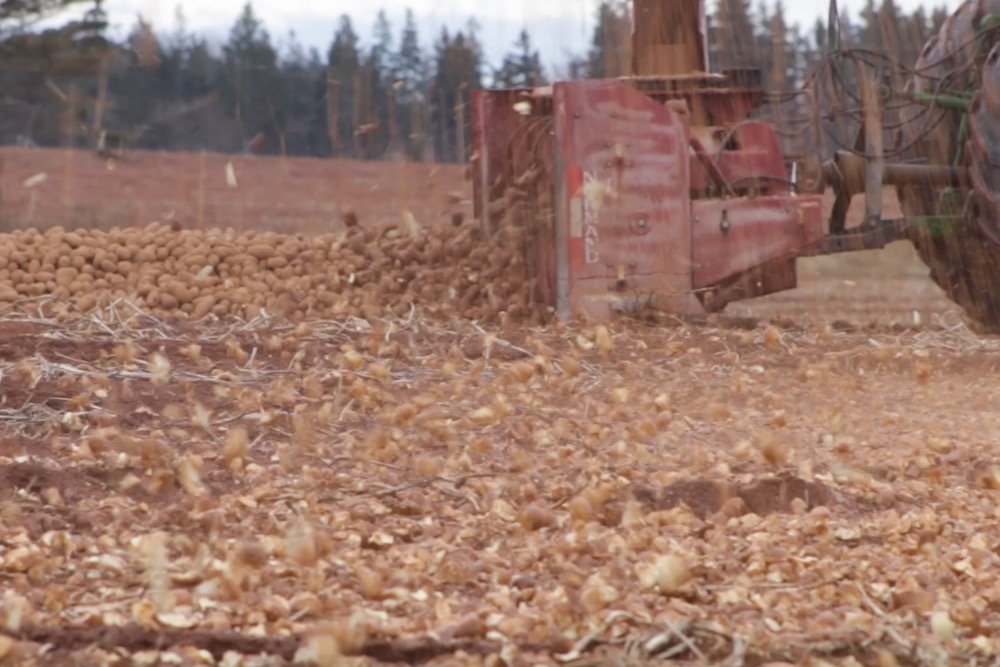 A tractor-mounted snowblower runs through rows of piled-up surplus potatoes on a field near Victoria, P.E.I., about 35 km west of Charlottetown, on Dec. 20, 2021. The shredded potatoes are expected to break down over the winter as compost. (Screengrab from P.E.I. Potato Board video)
