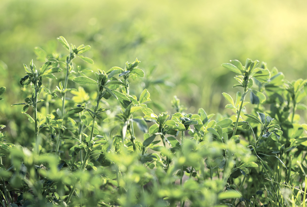 Seed variety, both of the crop in the field already and the variety that’s being replanted, affect alfalfa auto-toxicity according to a Michigan State University researcher. She also thinks that genetic factors are likely involved.