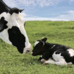 Lactanet recently updated its indirect herd life evaluation formula. Indirect herd life is an early predictor of daughter lifetime survival.