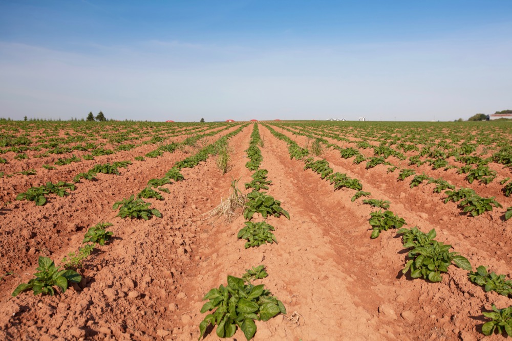 File photo of a Prince Edward Island potato field. (Onepony/iStock/Getty Images)
