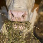 Nutritionist Courtney Vriens says quality levels in forage play a critical part in balancing the rations and the ledger when it comes to cost per animal per day.