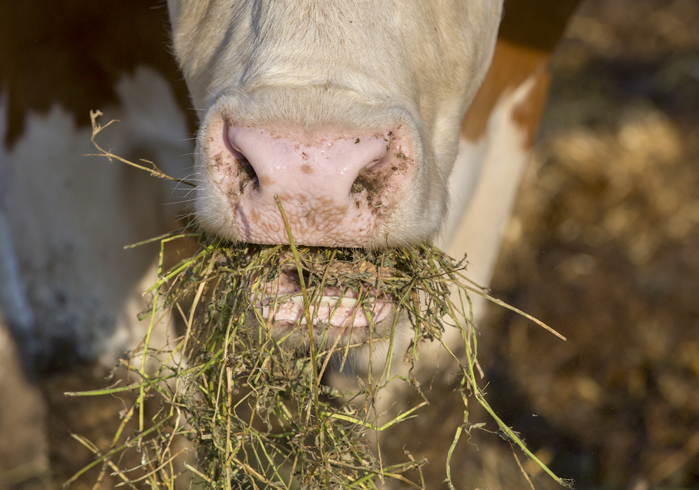 Nutritionist Courtney Vriens says quality levels in forage play a critical part in balancing the rations and the ledger when it comes to cost per animal per day. 