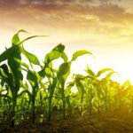 More than 90 per cent of U.S.-grown corn, soybeans and sugar beets are genetically modified. This means that many processed foods containing high-fructose corn syrup, beet sugar or soy protein may fall under the new disclosure standard.