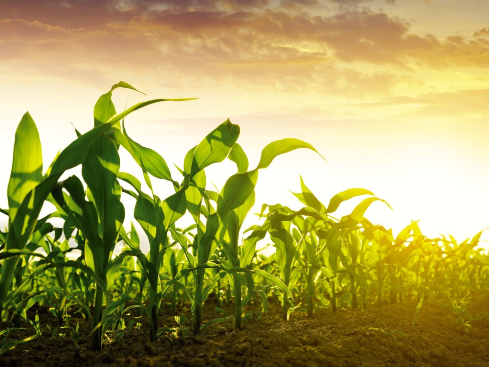More than 90 per cent of U.S.-grown corn, soybeans and sugar beets are genetically modified. This means that many processed foods containing high-fructose corn syrup, beet sugar or soy protein may fall under the new disclosure standard.