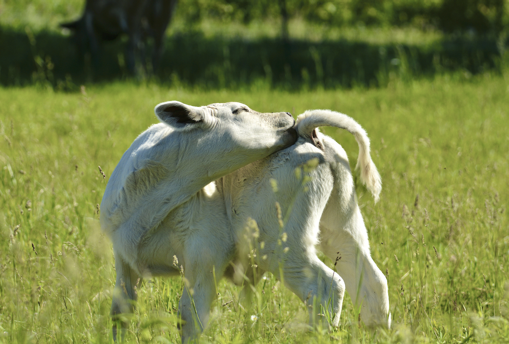 Higher than average reports of cattle itching have prompted a veterinarian to further investigate the possible causes beyond lice, and what producers may be able to do to stop it.