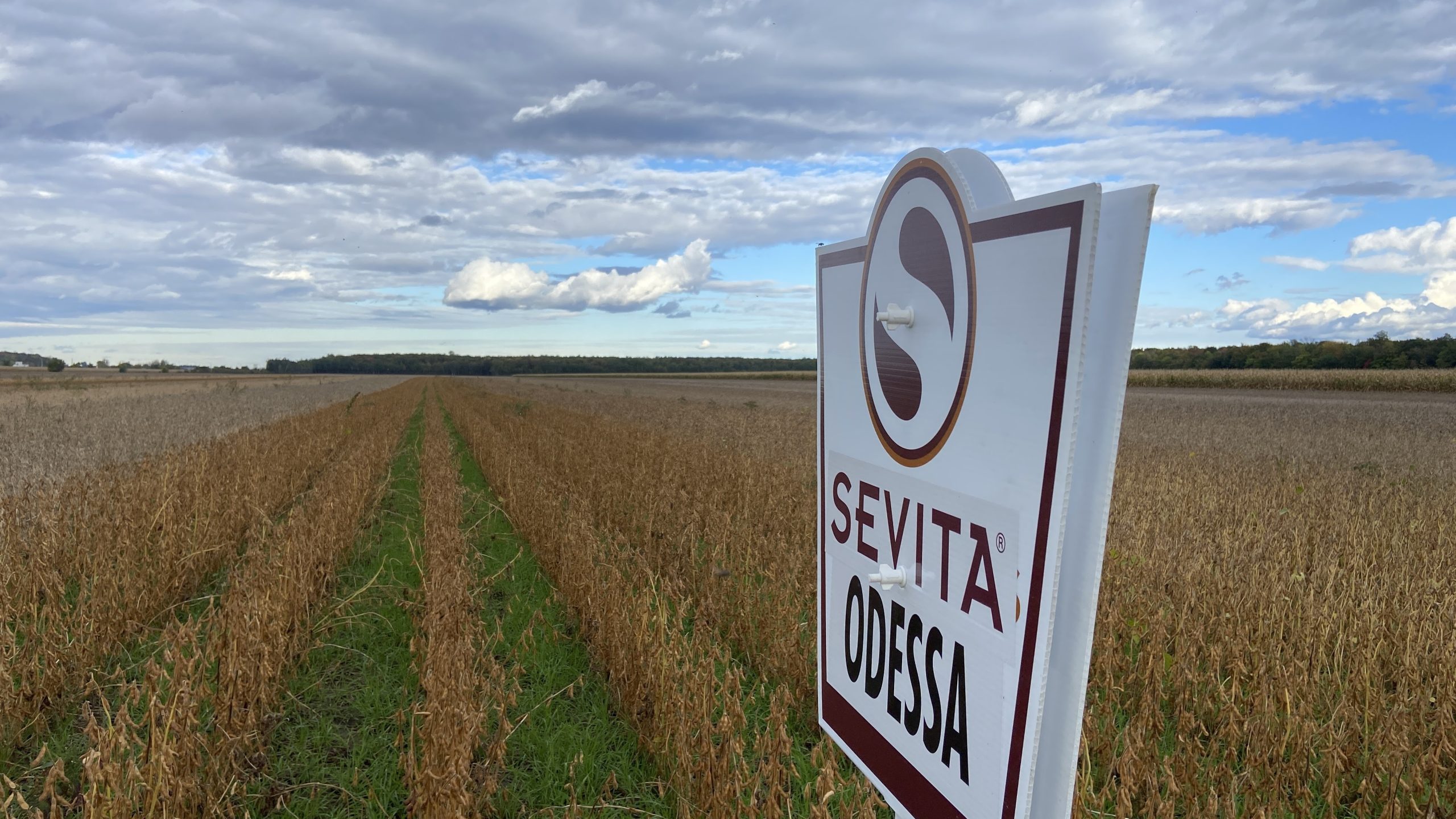Sevita launches 13 new soybean varieties for 2022