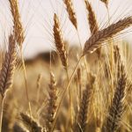 The Russia/Ukraine conflict will have the greatest effect on wheat, because these two countries account for 14 to 17 per cent of global production.