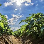 With no new products in the pipeline and fewer options due to re-evaluation, resistance or supply issues, producers need to be nimble when it comes to weed control options.