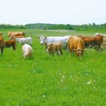 Long-term study shows benefits of planned rotational grazing